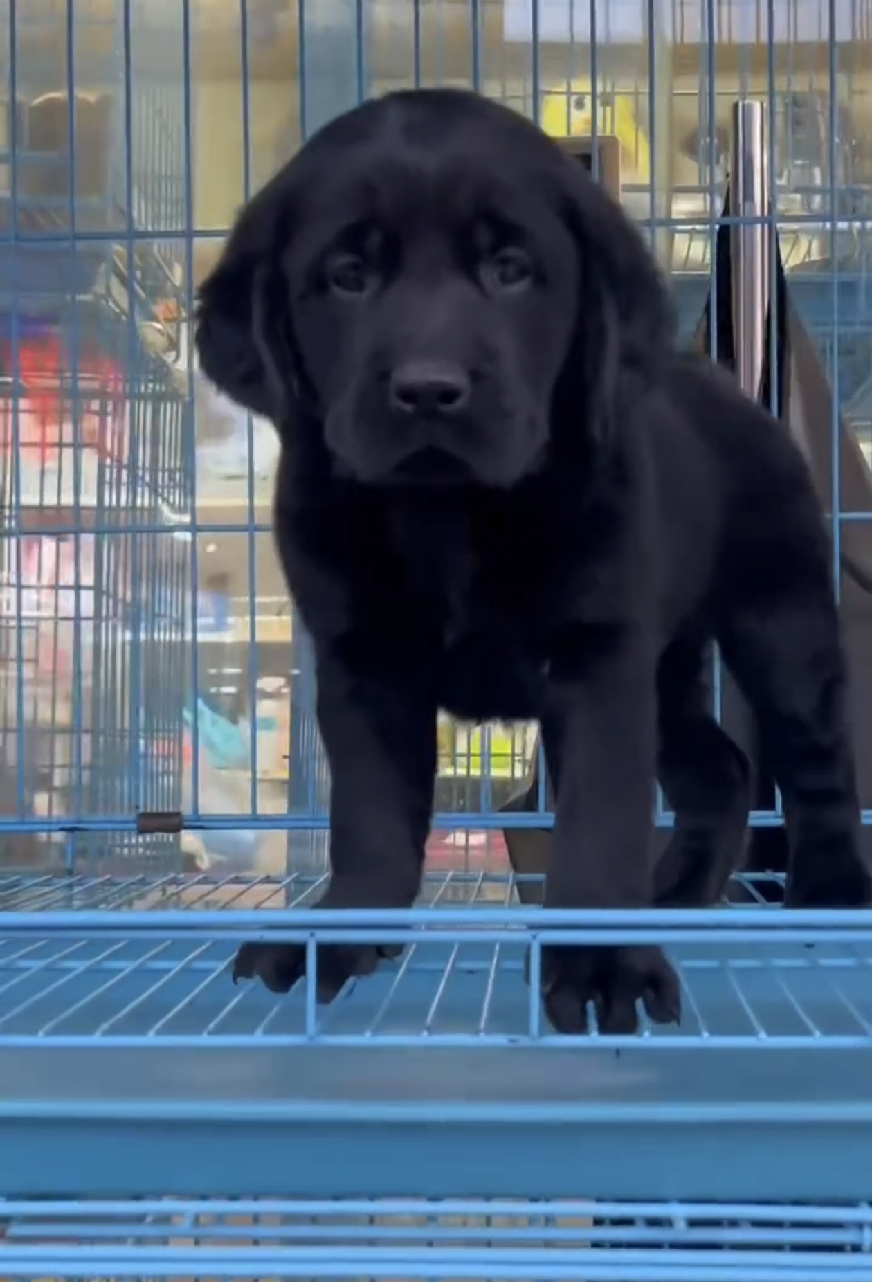 可爱拉布拉多幼犬，性格温顺，聪明伶俐，绝佳宠物伴侣